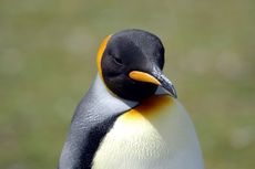 Königspinguin (73 von 84).jpg